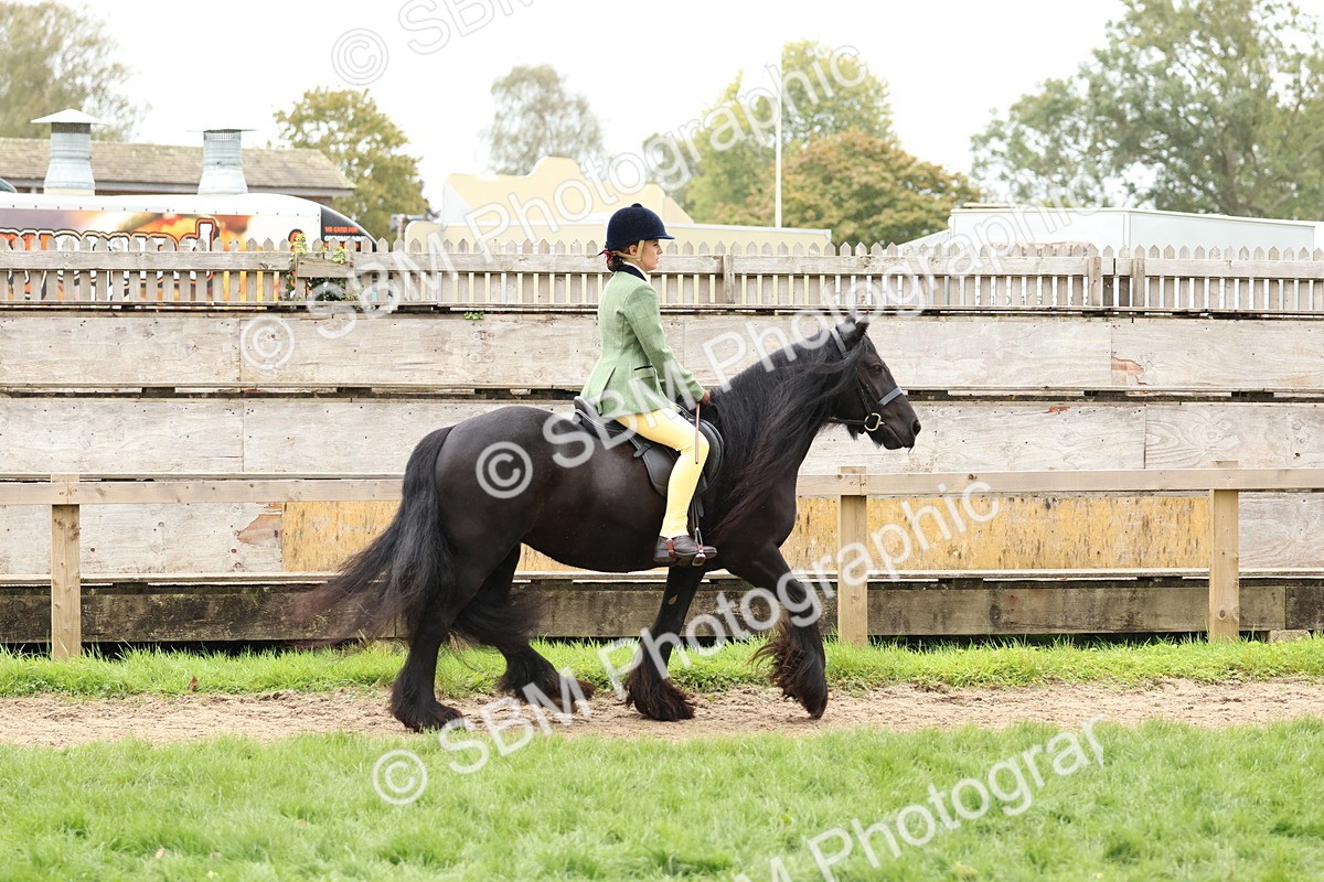 SBM_69545 - S62 - Mountain & Moorland Ridden Large Breeds