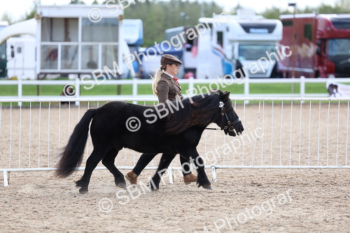 SBM_18706 - Class 317 - IH Pure Bred Horse-Pony