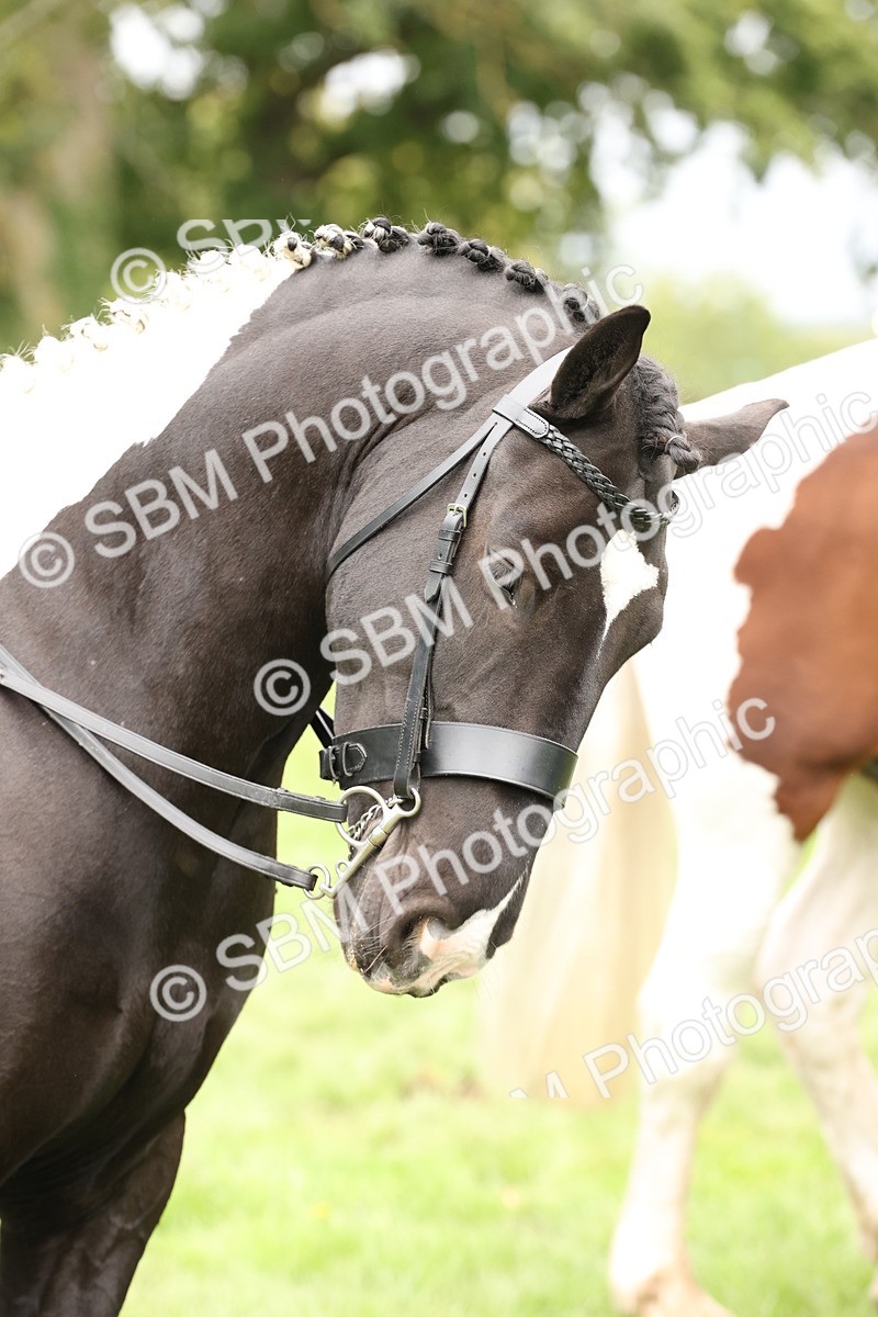 SBM_67290 - S67 - Piebald & Skewbald Horse Ridden