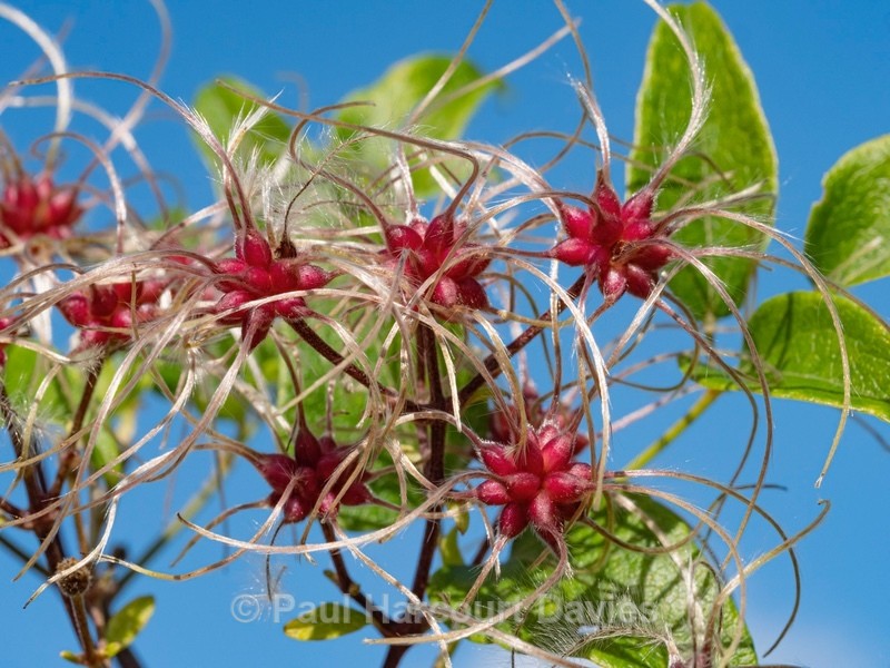 Old man's beard (Clematis vitalba) - Autumn Colours 2020