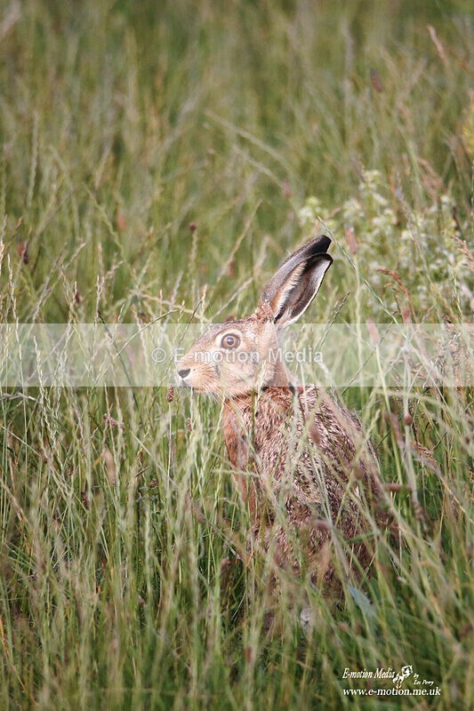 050720 -191237abc - Nature