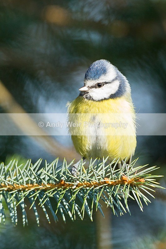 20121027-_MG_1172 - Blue Tit