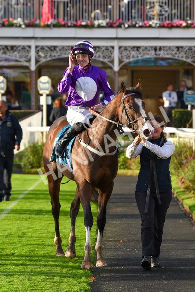 131023-Race 6-Wen Moon-9932 - Race 6 5.00pm Copper Knight - Winning Most Horse At York Handicap