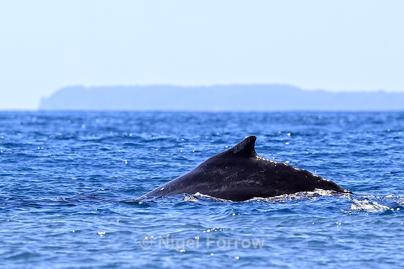 Humpback Whale dorsal fin close, Drake Bay, Costa Rica - Whale