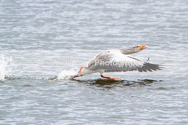 20130421-_MG_3041 - Geese