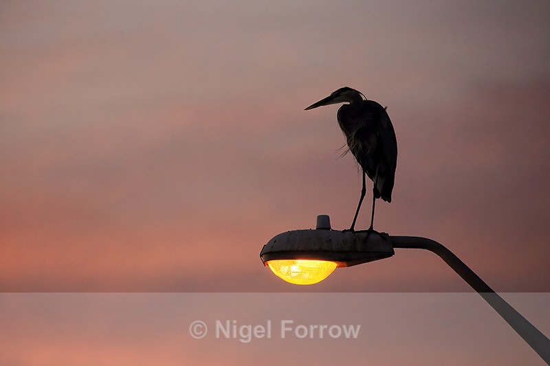 Great Blue Heron perched on lamp post at dusk, Fort De Soto, Florida - Great Blue Heron
