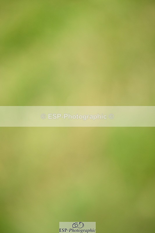 250705A-143612-15041 - Cls 31 Snr 1.35m Grand Prix