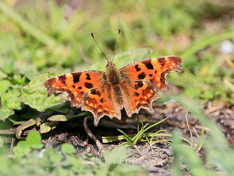 Comma basking on the Roman Road, Otmoor - INSECTS