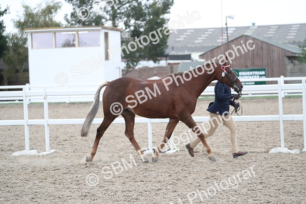 SBM_18355 - Class 318 IH Part bred Horse/Pony