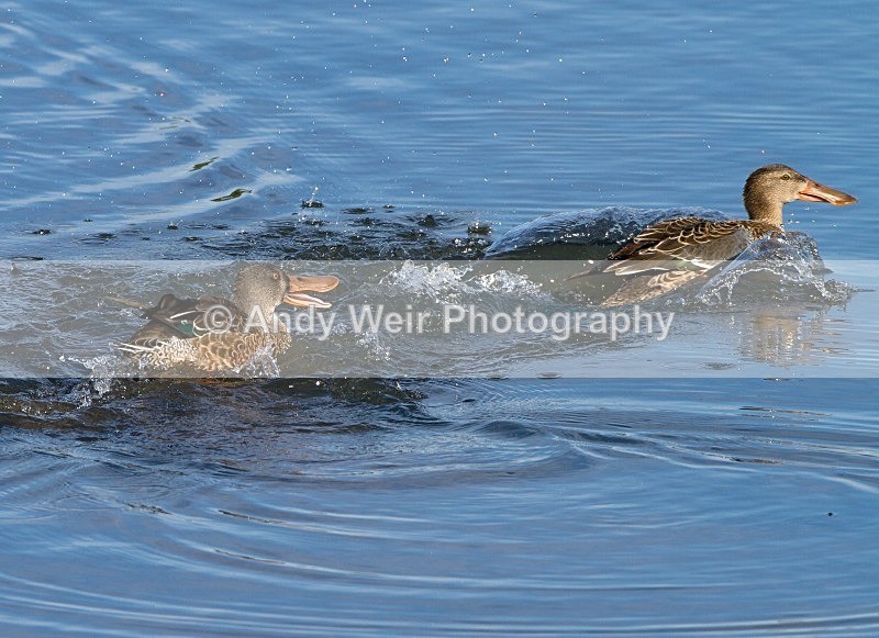 20121001-_MG_0687 - Shoveler