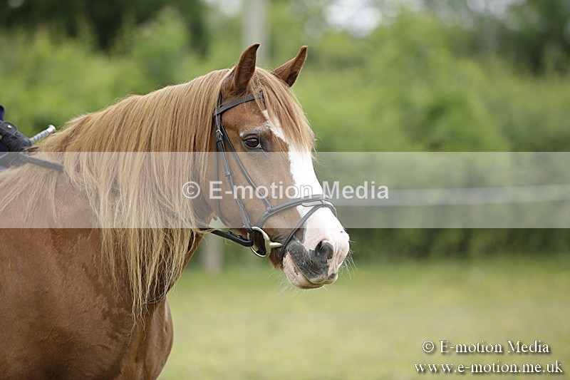 BVR160717-1549 - Ring 1 BVRC Show 16/07/17