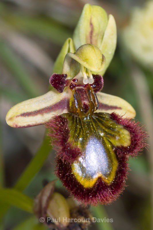 Mirror Orchid (Ophrys ciliata syn. Ophrys speculum) - Orchids - Ophrys