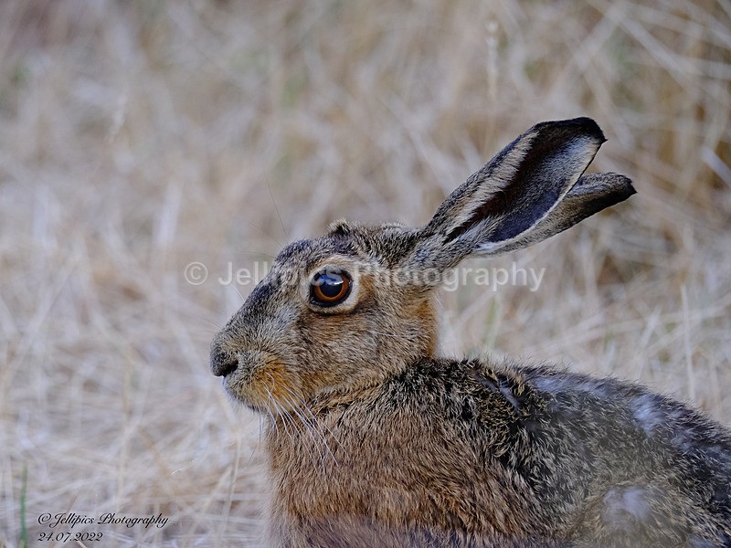 - Wildlife and Nature
