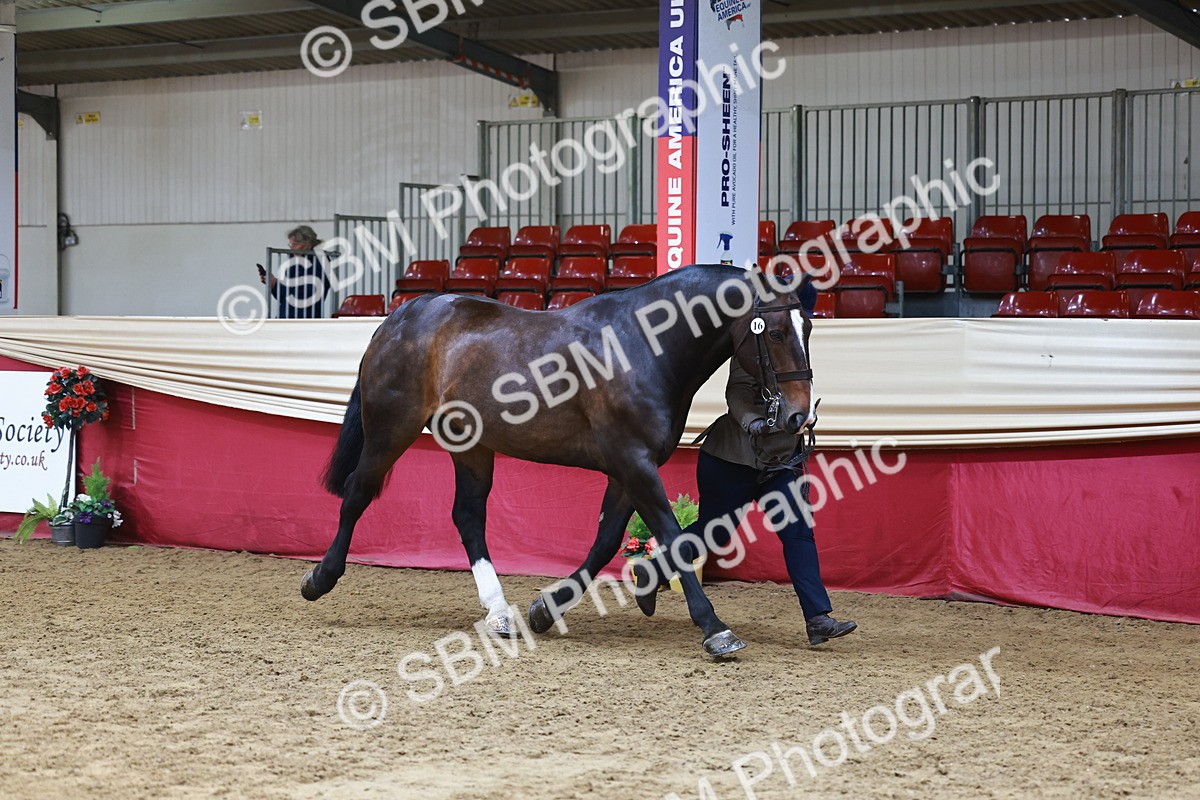 SBM_23184 - Class 903 - Supreme Final - IH Pre Vet