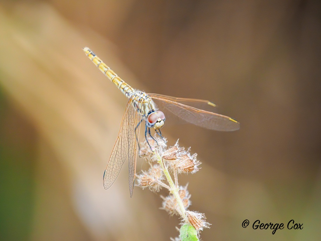 Dragonfly - Gambia 2025