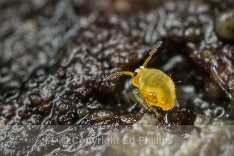 Sminthurinus aureus - Sminthurinus aureus