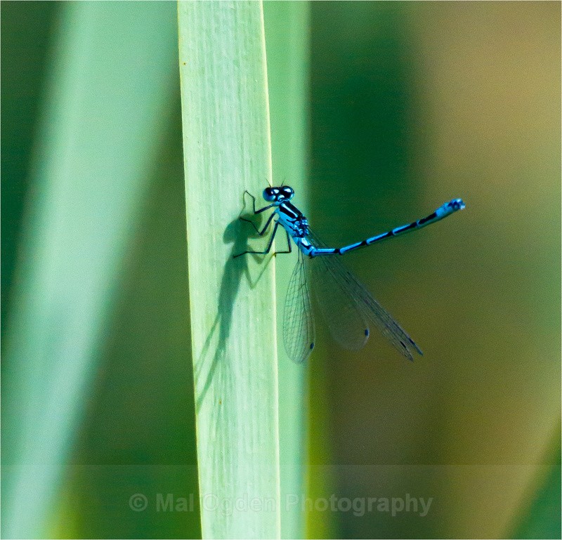 Common Blue Damselfly - Flora & Fauna