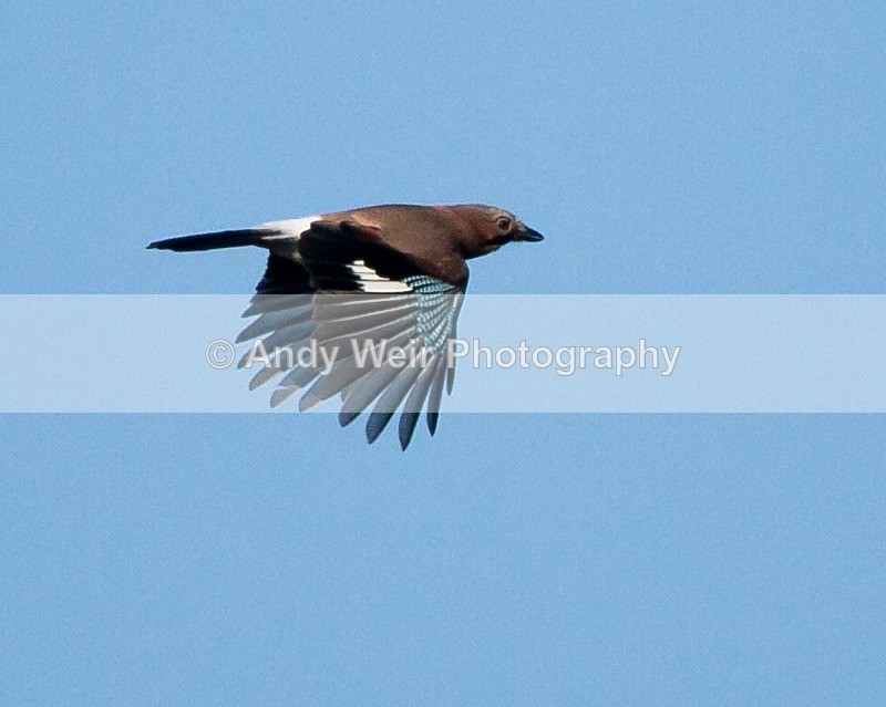 20111106-_MG_7344 - Jay