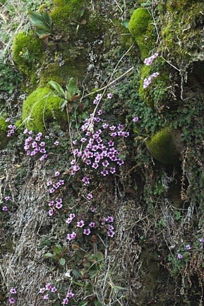 Purple Saxifrage 8048 - Summer time