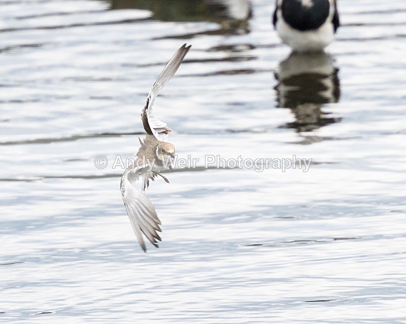 170816-Woolston NR0136 - Other Waders