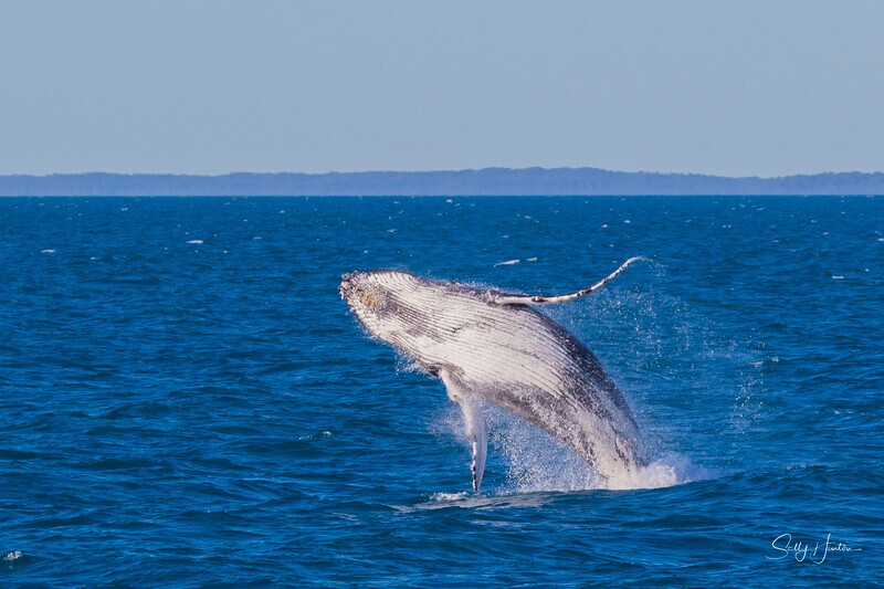 0A3A4014 - 2024 Hervey Bay Whales