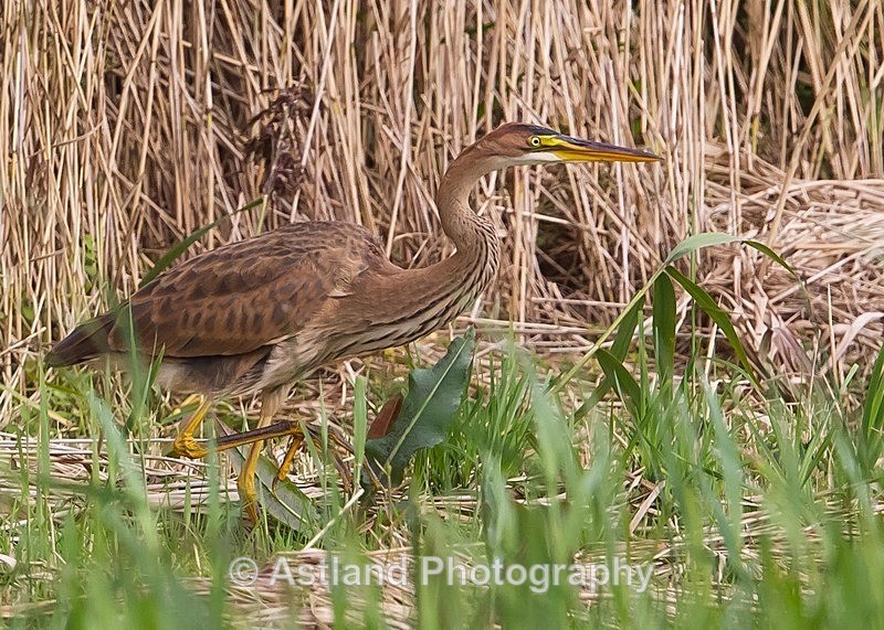 Astland Photography, Bird and Wildlife Images, Susan and Peter Wilson, U.K.