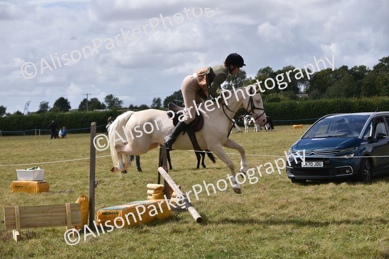 20250831-4083 - Class 13 - Working Hunter Horse or Pony