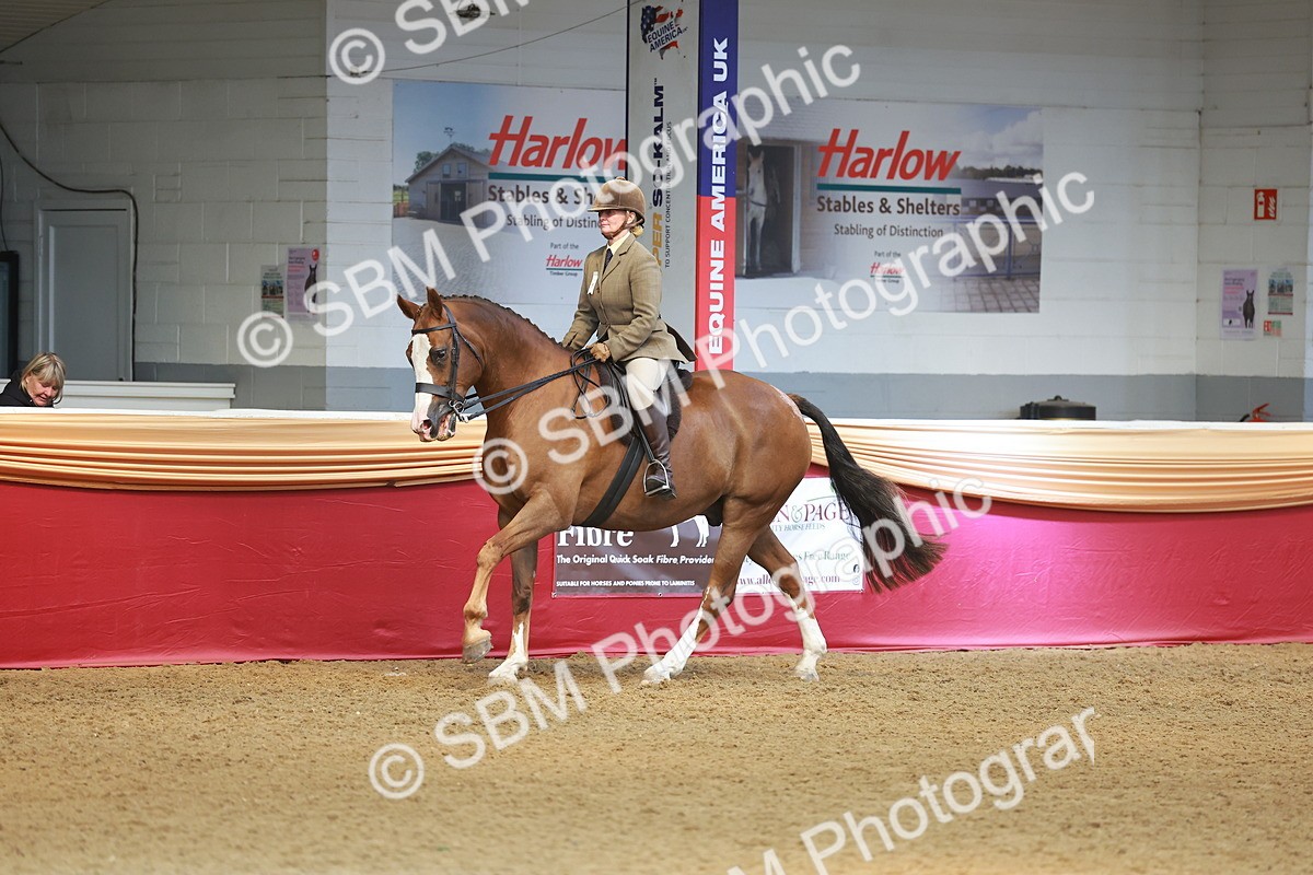 SBM_10630 - Class 103 - HOYS Veteran Qualifier - Ridden Pre Vet