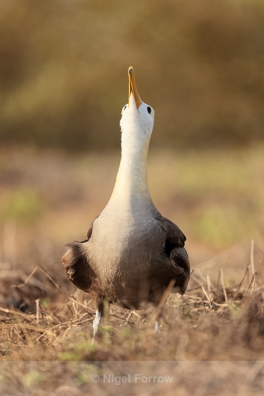 Waved Albatross sky-pointing, Espanola, Galapagos - Waved Albatross