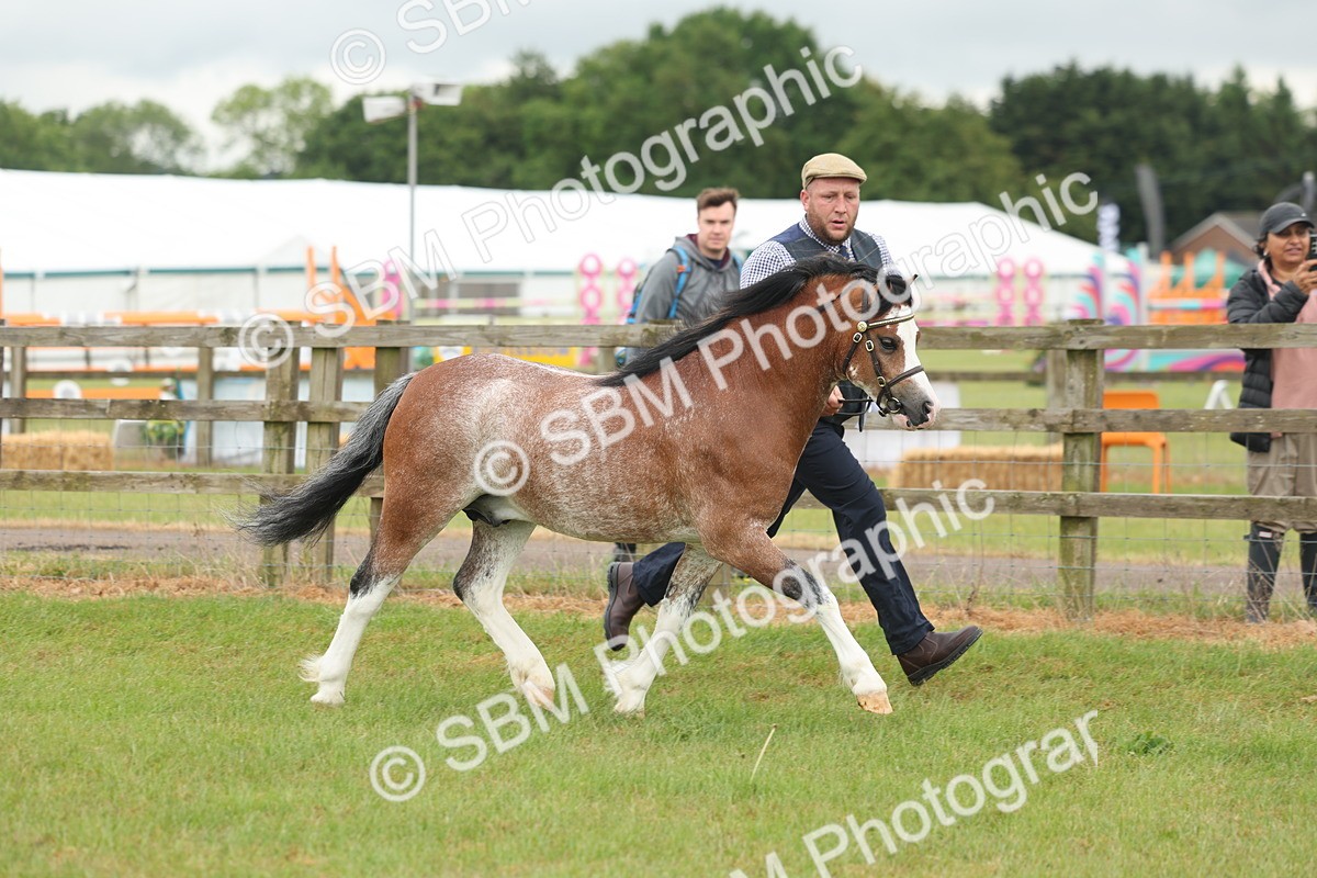 SBM_01698 - Class 50-57 - M&M Welsh Pony In Hand