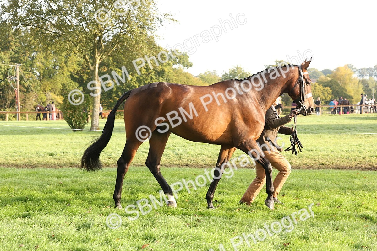 SBM_54947 - S52 - Riding Horse & Hack & thoroughbred In Hand