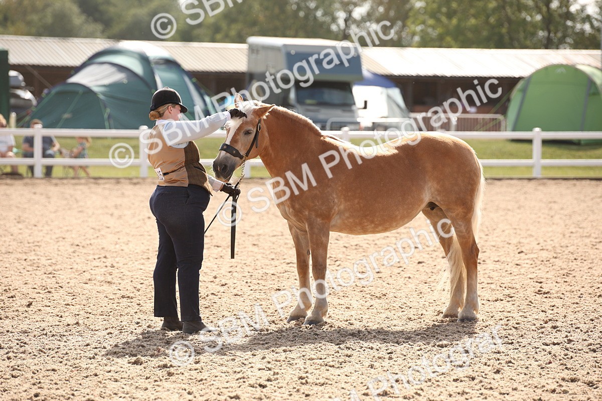 SBM_07082 - Class 25 IH Foreign Breeds- Pure bred
