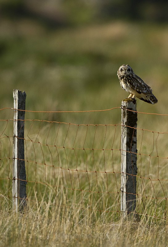 Short eared owl, Isle of Mull - ISLE OF MULL WILDLIFE, Wildlife images from the Inner Hebrides