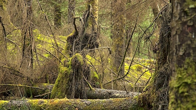 Wood Watcher_8584 - Spirit Element