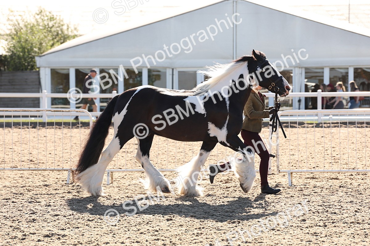 SBM_11733 - Class 204 - Young Handler 11 to 16 years