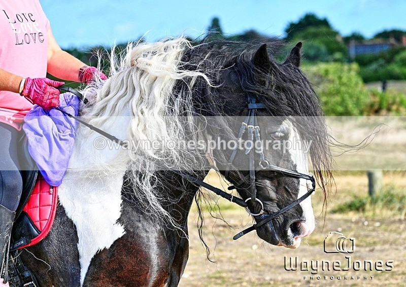 WJ7_4495_2 - Kellie & Churchill ... do Hayling Island 25-08-24