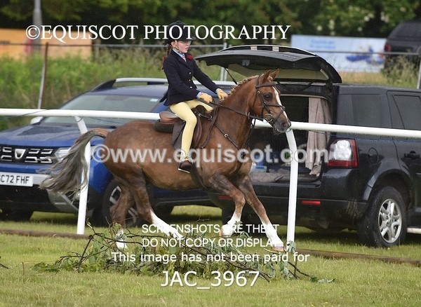 JAC_3967 - 55cm WORKING HUNTER