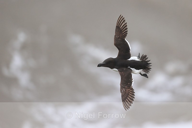 Razorbill in flight, wings spread - RSPB Bempton Cliffs - Razorbill