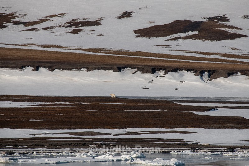 Svalbard landscape and Polar Bear - Svalbard, Norway 2023