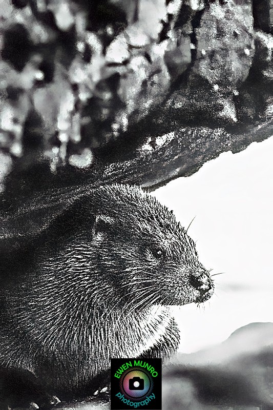 DO-26-Oban, Argyll - 'DRATSIE' (AKA Otters)