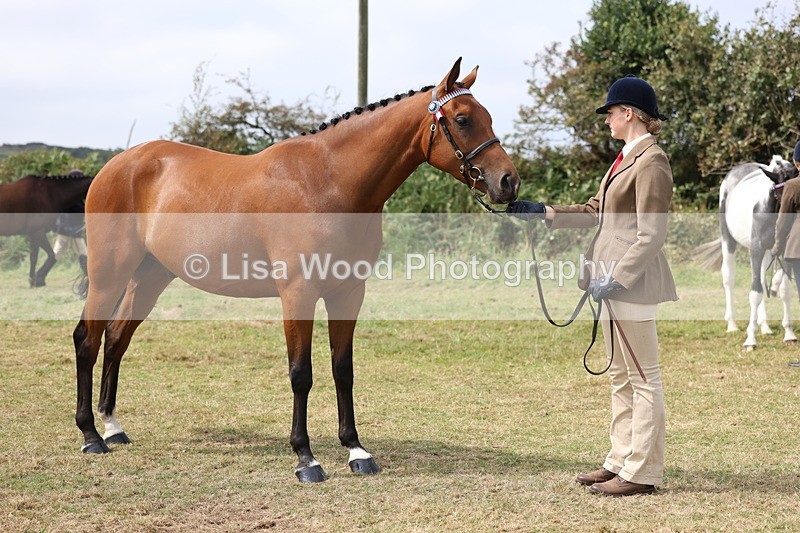 3E7A5534 - Class 20: Sports Horse In Hand