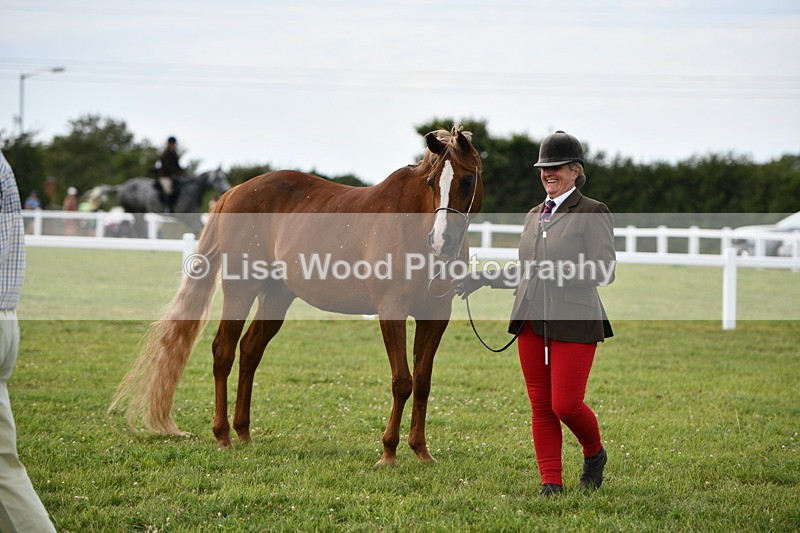DSC_8478 - Class 69: Pure, Anglo & Part Bred In Hand Arab