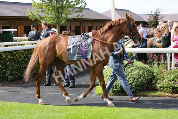 yr18082021r4-6 - Race 4 3.35pm Juddmonte International Stakes (British Champion Series race)