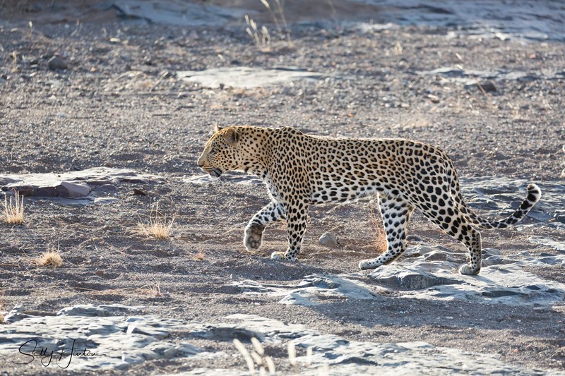 Leopard Walking 2