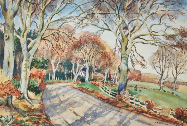 Sunlit Beech Trees near the Yair, Selkirkshire - Scottish Landscapes