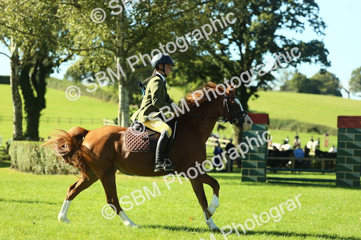 SBM_37441 - S29 - Novice & Newcomers Working Hunter Pony