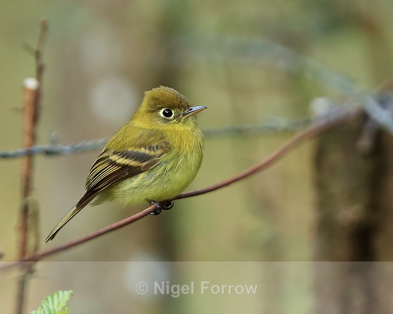 Yellowish Flycatcher, close side view, Costa Rica - Yellowish Flycatcher