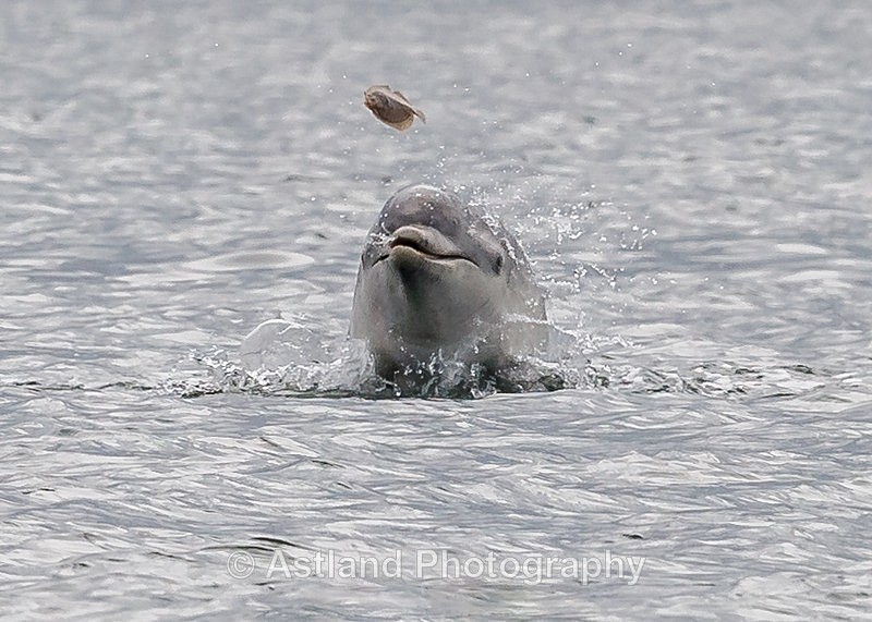 Astland Photography, Bird and Wildlife Images, Susan and Peter Wilson, U.K.