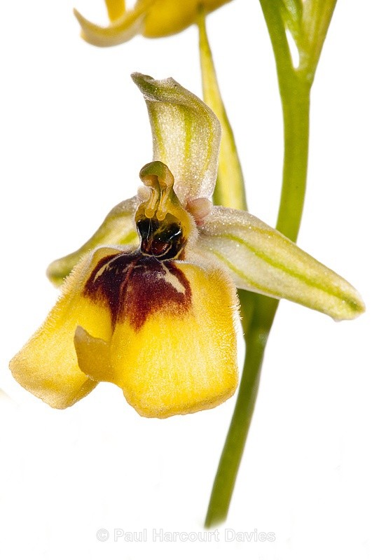  - WB: Orchids - Ophrys