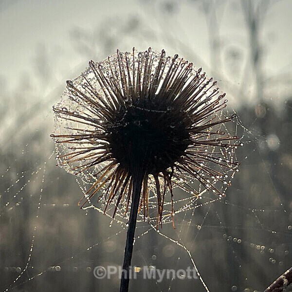 PhotoMynottART034 - Photo Mynott ART Images